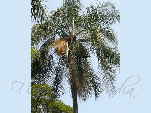 Queen Palm